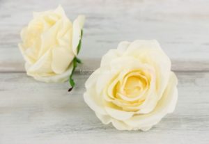 Róża pąk rozwinięty Masełkowa